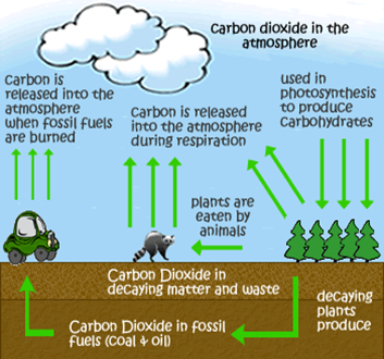 Carbon Cycle